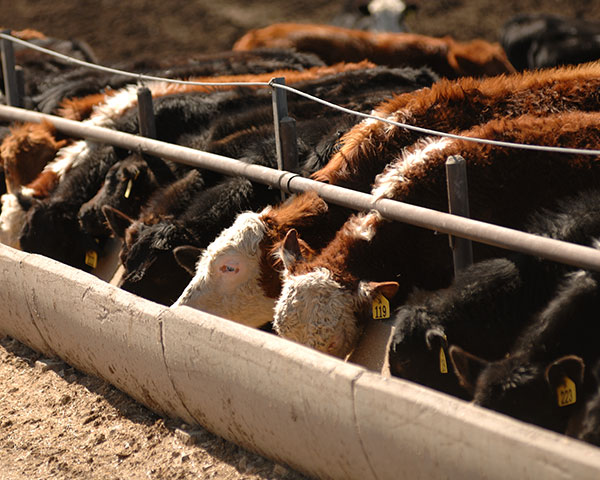 Cattlemen have pointed to many factors responsible for volatility in cattle futures, most prominently the rise of automated trading and the shrinking number of cattle traded on a cash-negotiated basis. (DTN/The Progressive Farmer file photo by Jim Patrico)
